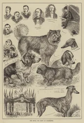 The Royal Dog Show at Dorchester